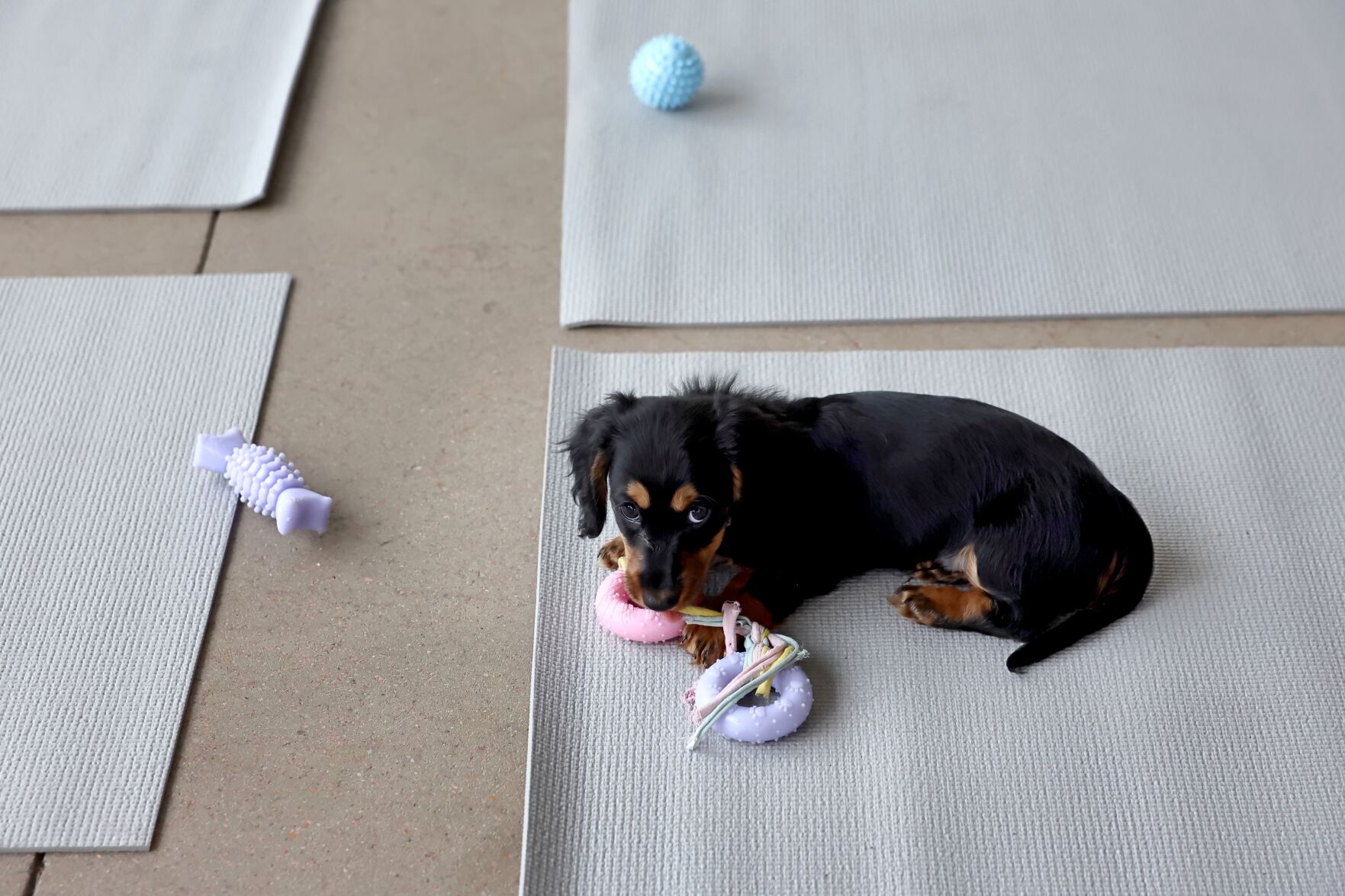 Puppy yoga in 果酱视频